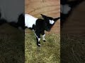 Baby Goats Welcome to the Farm