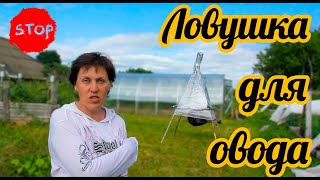 Ловушка для овода! Как избавиться от оводов и слепней в деревне на даче? Совет от Фермачей в деревне