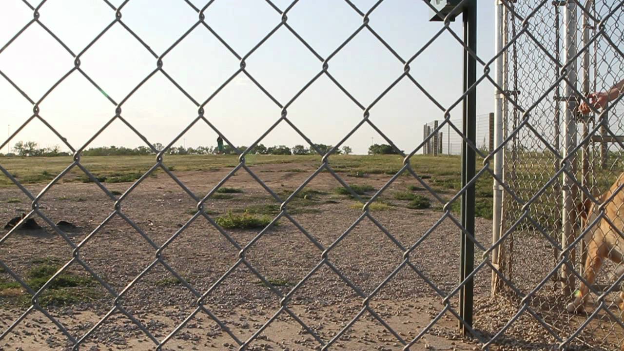 A Trip To The Dog Park Wichita KS YouTube