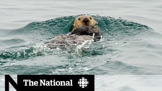 Sea otters make comeback off B.C. coast