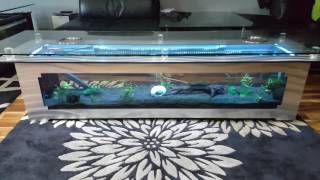Newly set up coffee table tank with neon tetras.