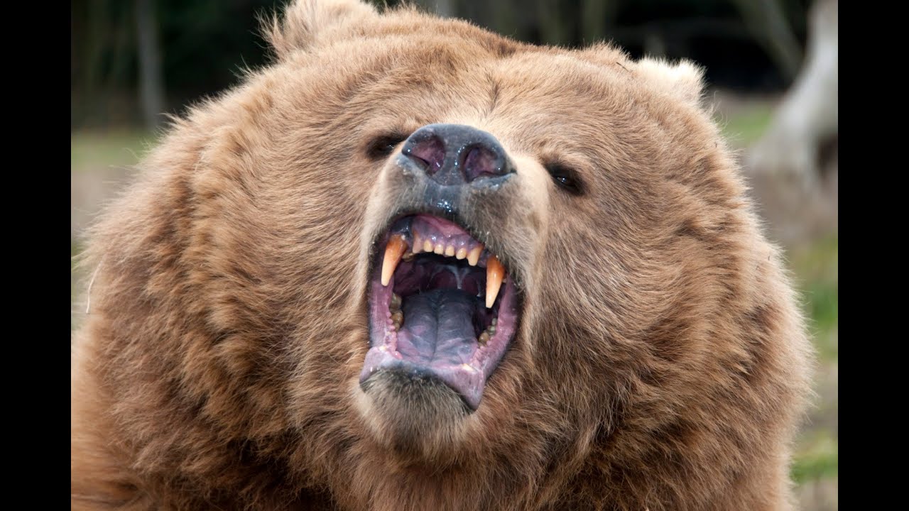grizzly-bear-is-the-most-dangerous-animal-in-the-usa-grizzly-bear