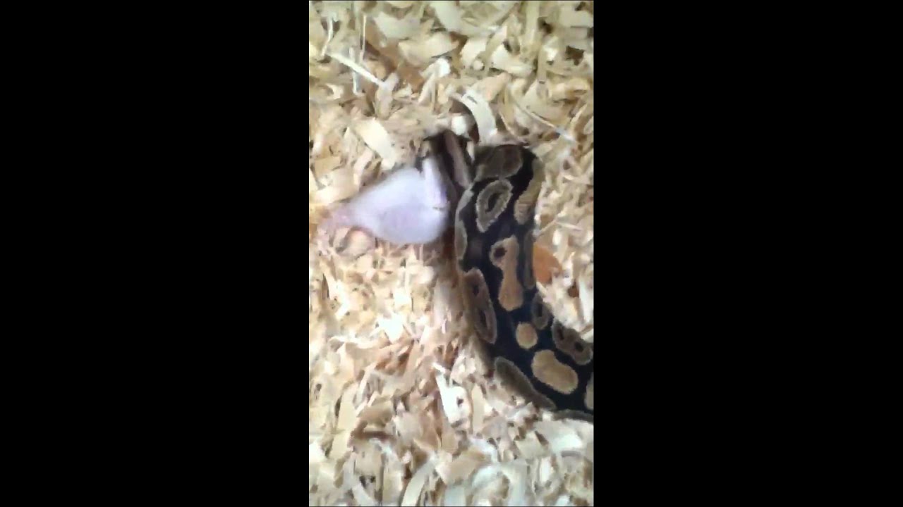video phone beyonce mp3 Strong ball python kill
