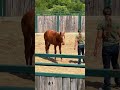 Millie update part 2 #Foal #yearling #horse