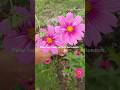 Menikmati tinggal di desa #berkebundirumah #gardening #garden #homegarden #slowliving