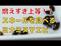 増えすぎたスネール（サカマキガイ）を駆除して有効利用