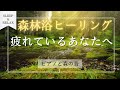 【森林浴BGM🌲】今、疲れているあなたへ贈る癒しの音楽🎶リラックスやお昼寝で短時間で熟睡出来る🌲川のせせらぎと鳥の声、ピアノの自然の音!ヒーリング ミュージックで疲労回復・ストレス解消 自律神経が整う