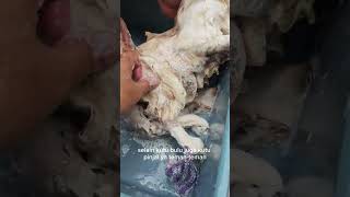 Download Lagu Cara Hempas kutu bulu dan kutu pinjal pada kucing bulu lembar MP3