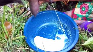 Oh my God !!! Hungry boys goat milking drinking raw &Idtion new style Wealth