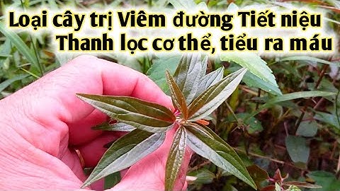 Bài thuốc trị viêm đường tiết niệu, tiểu ra máu, trị ho,thanh lọc cơ thể, tiểu gắt.PHAN HẢI Channel