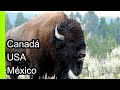 BISONTE AMERICANO: ASÍ ES LA BESTIA LEGENDARIA