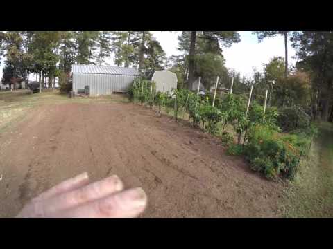 GETTING RID OF HORNWORMS & SQUASH BORERS TIP