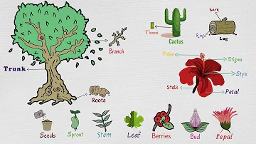 Parts of plants, Different parts of plants, Part of plants and their  functions