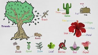 Parts of a Plant in English | Plant Parts, Flower Parts, Tree Parts