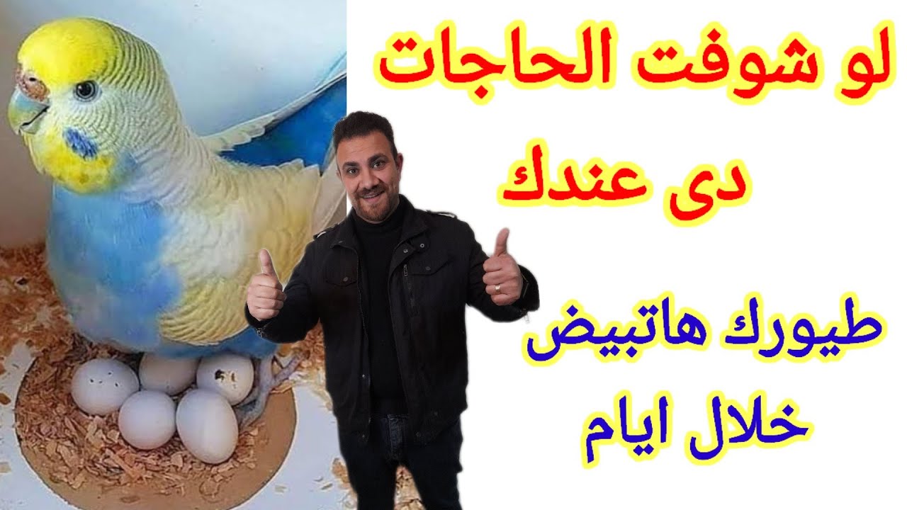 علامات اقتراب وضع البيض عند الطيور