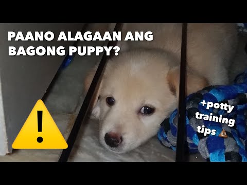 PAANO ALAGAAN ANG TUTA (sa unang araw sa bahay) + Potty Training