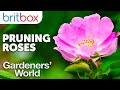 The Correct Way to Prune Roses | Top Tips | Gardeners' World