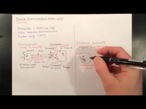 Video: En Jämförelse Mellan Det Rekombinanta Uttrycket Och Den Kemiska Syntesen Av En Kort Cysteinrik Insekticid Spindelpeptid