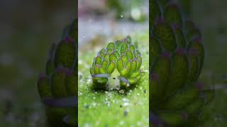 Овечий лист- морской слизняк #красотавокругнас #флора #фауна