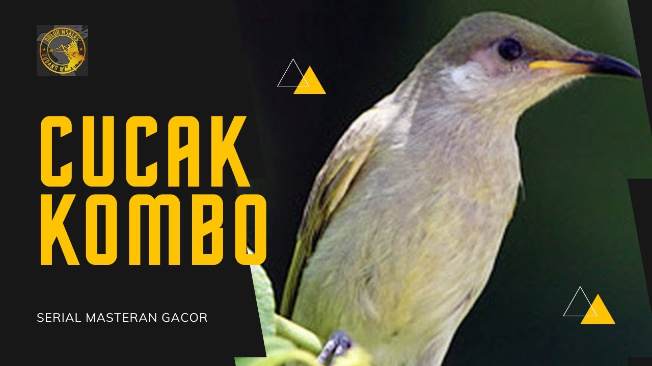 MASTERAN CUCAK KOMBO - PANCINGAN MALAS BUNYI SEKALI DENGAR LANGSUNG NYAUT