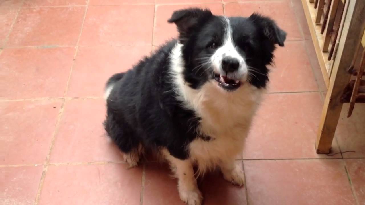 Alice - Chó Border Collie cái gia phả thuần chủng của trại Alice - Chó Border Collie cái gia phả thuần chủng của trại
