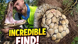 Famous Snake hunter finds TWO python nests with 120 eggs in the Florida Everglades Wealth