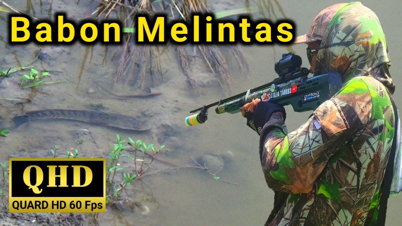 Melipir sawah sebelum dipanen. menembak ikan gabus di sawah