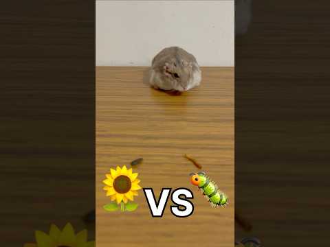 Что выберет хомяк? #hamster #милота #хомяк #смешновидео #домашниеживотные #смешнойшортс