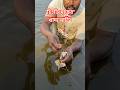 "চিংড়ি মাছের খাদ্য নাড়ি বের করে তবেই খাবেন"!#foryou #viral #shorts#fish#fishing #fishingvideo#shrimp