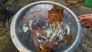 幻の高橋血統がとっと屋さんで販売中!!!