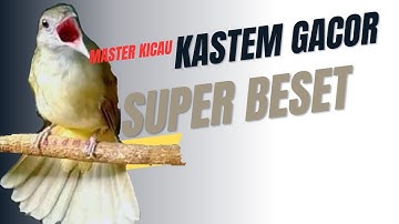 MASTERAN KAPAS TEMBAK SPEED RAPAT JERNIH (TEMBAKAN PEDAS) JEDA 1 MENIT plus TERAPI AIR