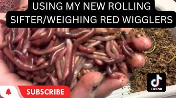 Using a new rolling sifter, let’s weigh Red Wigglers #redwigglers #wormcomposting