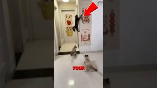 Never let your cat do parkour #cats #shorts