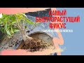 САМЫЙ БЫСТРОРАСТУЩИЙ ФИКУС В МИРЕ. Рекордсмен по скорости роста!