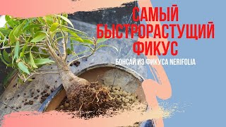 Фикус бонсай рекордсмен по скорости роста!  Самый быстрорастущий фикус в Мире - Ficus nerifolia .