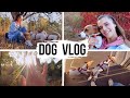 DOG VLOG | Один осенний день🍁