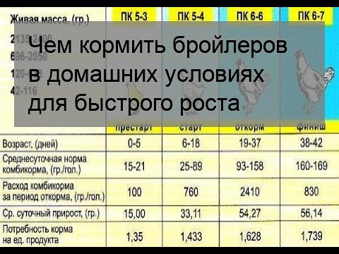 Как кормить бройлеров с первого дня для роста в домашних условиях