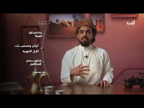 قصة الإبل المهرية التي سبقت الخيول