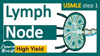 Lymph node | lymph node histology | Function of the lymph node | USMLE step 1