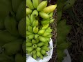 Panen pisang muli/ barlin