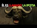 BÚFALO vs LEONES | El Gigante que Nadie Pudo Derrotar