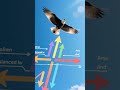 The Science Behind Bird Flight
