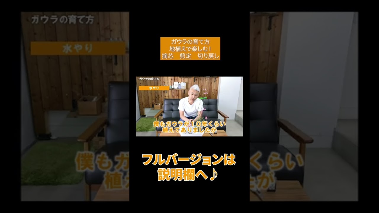 ガウラの育て方 地植えで楽しむ 摘芯 剪定 切り戻し Shorts Youtube