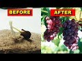 Cara Semai dan Menanam Anggur Dar Biji Anti Gagal