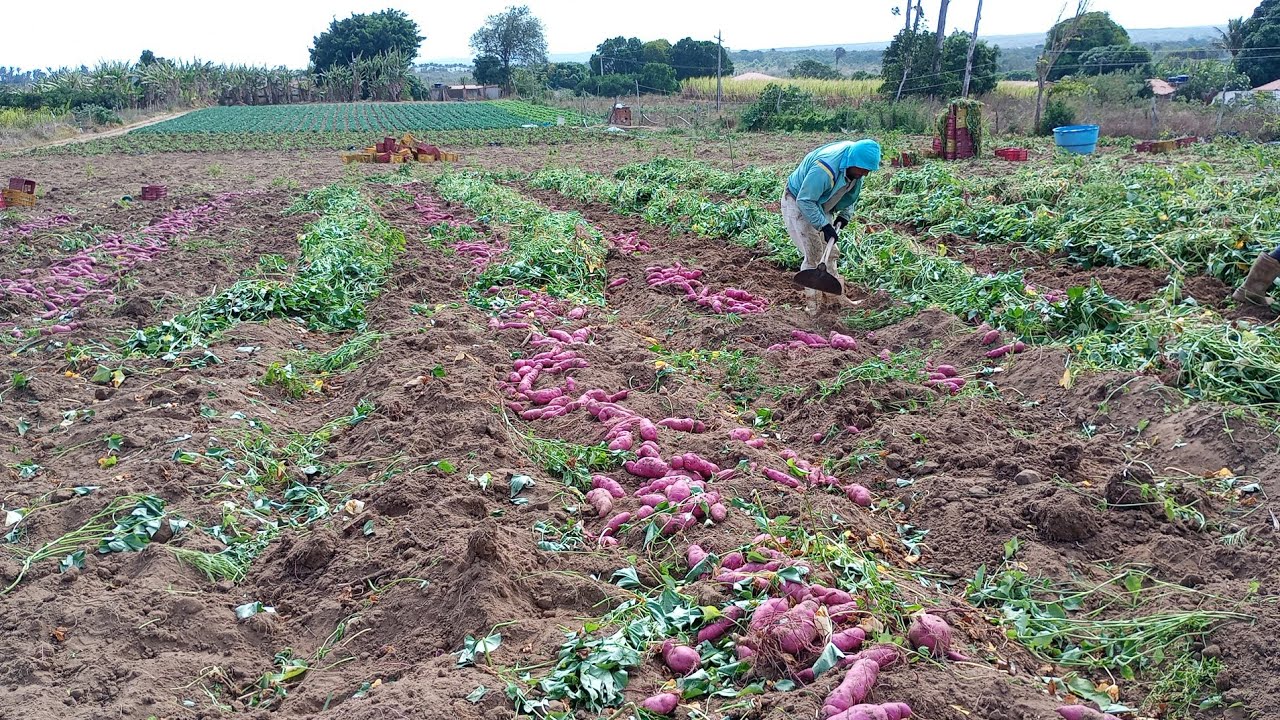 Mostrando uma arranca de batata dia 19 de novembro de 2025