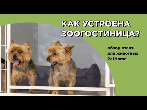 Как устроена зоогостиница? Обзор отеля для животных PetHome