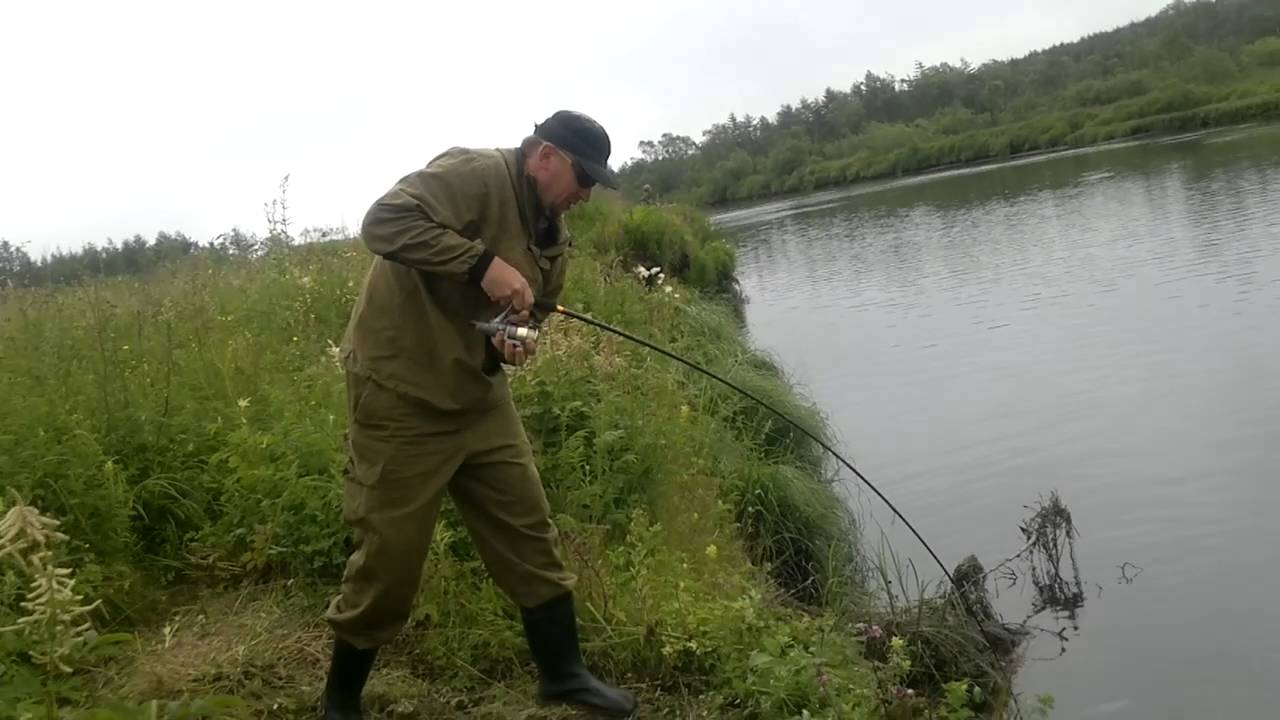 Горбуша в реке нива