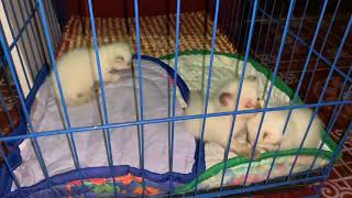 The naughty but cute kittens in the cage😍 by JunPetsWorld 162 views 2 years ago 6 minutes, 1 second