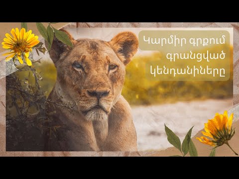 Video: Ի՞նչ է կարմիր քսուքը: