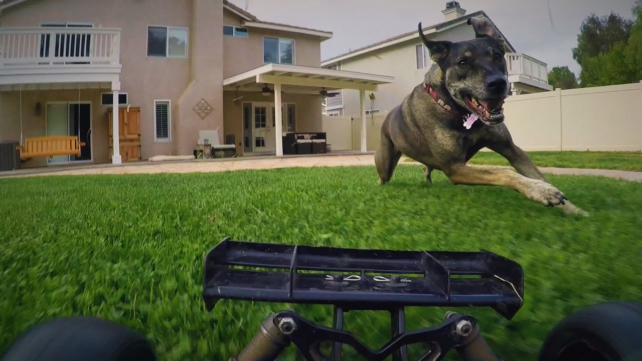 motorized dog chase toy